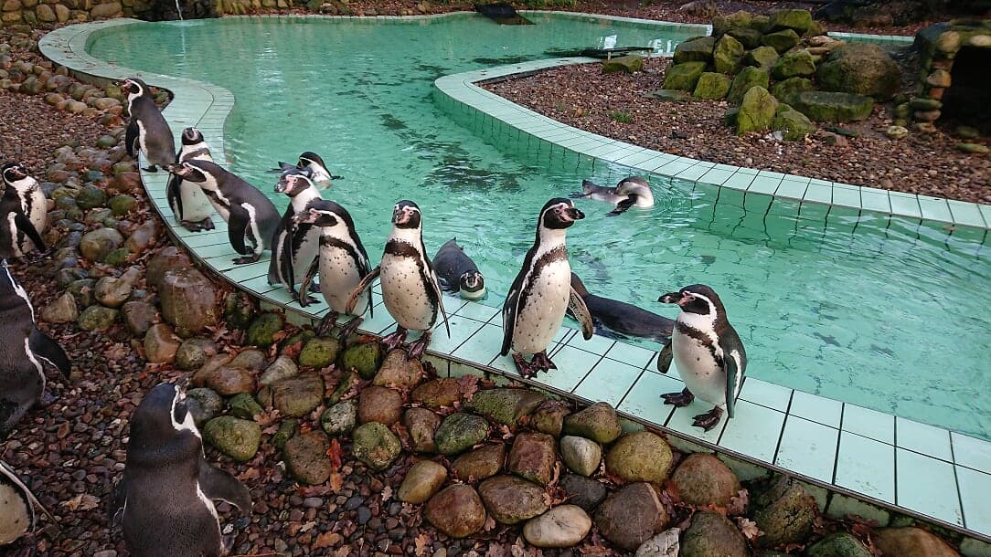 Synchronschwimmen Pinguin schwimmen